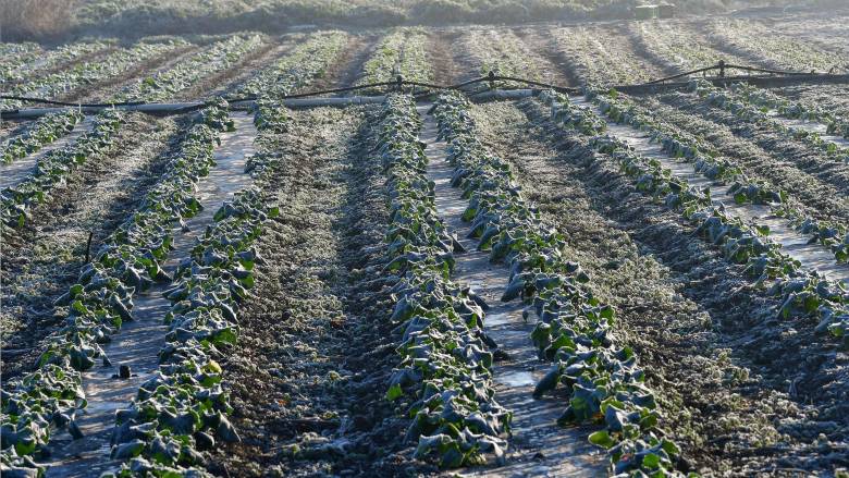 ΕΛΓΑ: Πληρωμές 6,4 εκατ. ευρώ για τις καλλιέργειες που επλήγησαν από τον παγετό του 2025