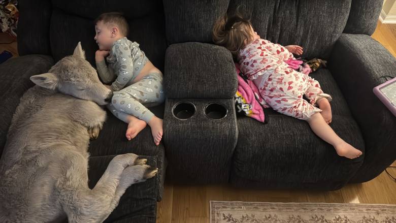 Κοιμάται σαν μοσχάρι... δίπλα στα παιδιά - Οικογένεια φιλοξένησε το νεογέννητο ζωάκι λόγω ψύχους