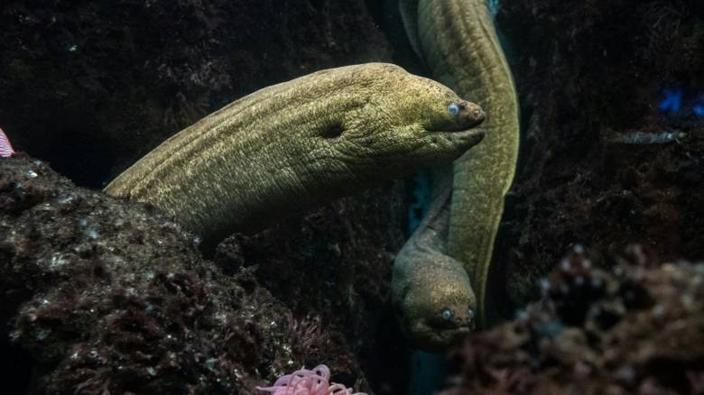 Ένα GPS 97 εκατ. ετών που καθοδηγούσε τα προϊστορικά ζώα ανακάλυψαν επιστήμονες