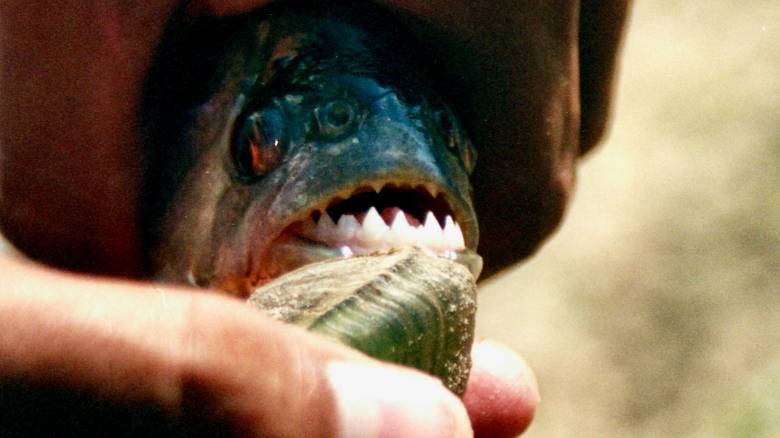 Επιθέσεις από πιράνχα στην Αργεντινή: Πάνω από 40 τραυματίες - Ένας ακρωτηριασμός