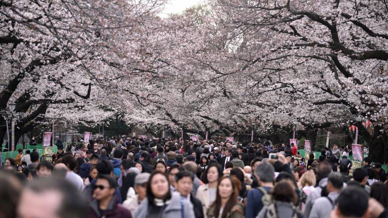 Ιαπωνία: Ακυρώθηκε το φεστιβάλ των ανθισμένων κερασιών στο Φούτζι λόγω απείθαρχων τουριστών