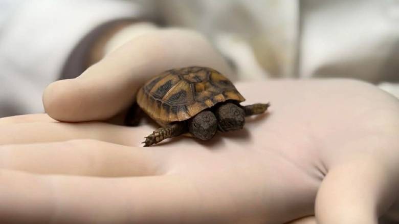 Βρέθηκε σπάνια χελώνα με δύο κεφάλια - Τι ανησύχει τους ειδικούς της ANIMA