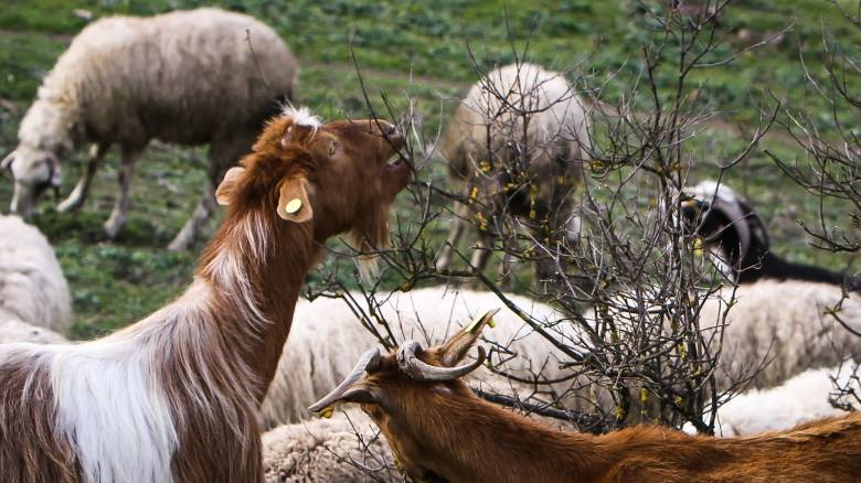 Μπιλλίνης για ευλογιά: Συνάντηση με τον Ευρωπαίο Επίτροπο - Ζώνες, ανασύσταση, εμβόλιο επί τάπητος