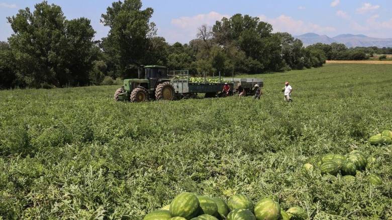 Ενιαία Αίτηση Ενίσχυσης: Πώς υποβάλλεται από παραγωγούς, αγρότες, κτηνοτρόφους