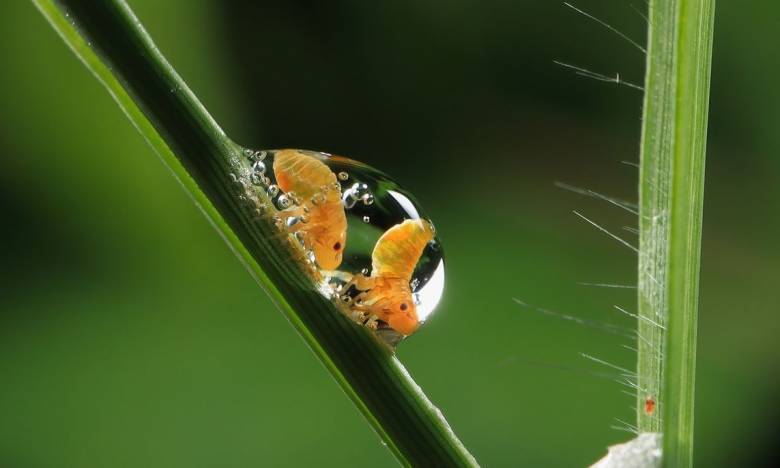 Διαγωνισμός φωτογραφίας: Εκπληκτικά ζουμ στον συναρπαστικό, άγριο αλλά και όμορφο κόσμο των εντόμων