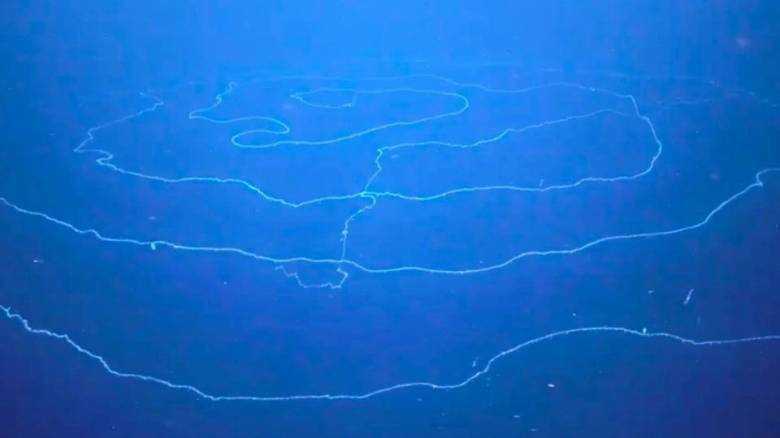 Υποβρύχιο ρομπότ ανακάλυψε το μακρύτερο ζώο του κόσμου, μήκους 45 μέτρων – Ποιο είναι το μυστικό του