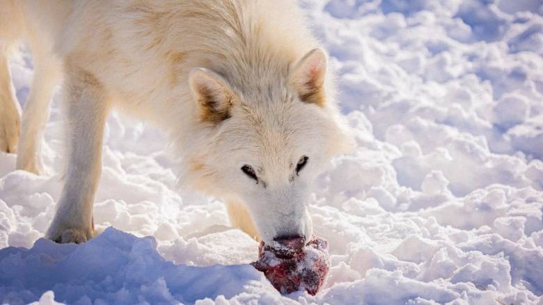 Οι «αναστημένοι» ανταρόλυκοι μεγάλωσαν και κυνηγούν πλέον ως αγέλη