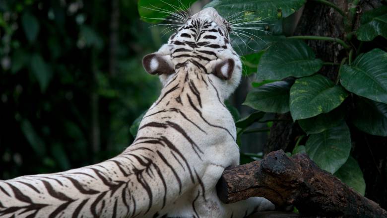 Νεκρές 72 τίγρεις στην Ταϊλάνδη: Συναγερμός για φονικό ιό σε δημοφιλές πάρκο άγριας ζωής