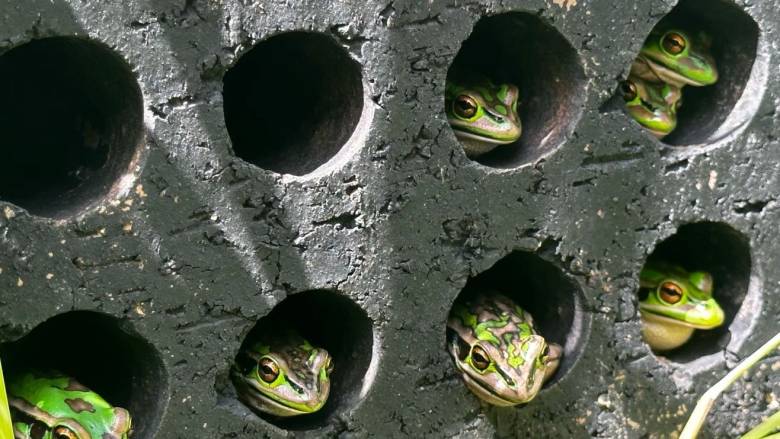 Βάτραχοι, φαρμακευτικά λουτρά και ένας αγώνας επιβίωσης απέναντι σε ένα θανατηφόρο μύκητα