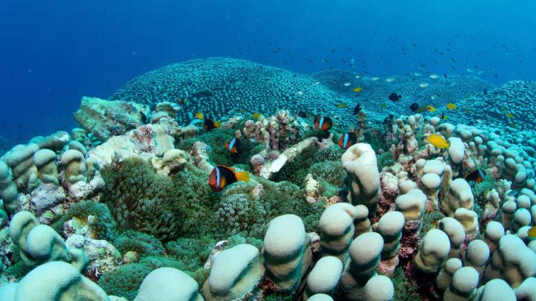 Μητέρα και κόρη ανακάλυψαν τη μεγαλύτερη αποικία κοραλλιών στον κόσμο
