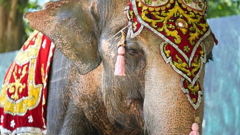 Ινδία: Viral βίντεο που δείχνει ελέφαντα να εκσφενδονίζει άνδρα σε θρησκευτικό φεστιβάλ