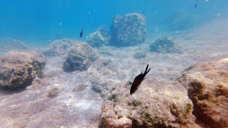 Παπασταύρου: Επενδύσεις 15 εκατ. ευρώ για την προστασία των θαλάσσιων λιβαδιών Ποσειδωνίας
