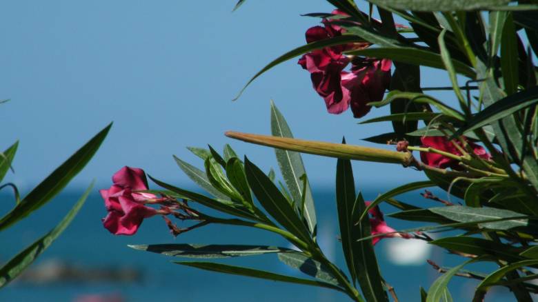 «Καμπανάκι» στα σχολεία για την τοξικότητα της πικροδάφνης - Η οδηγία του υπουργείου Παιδείας