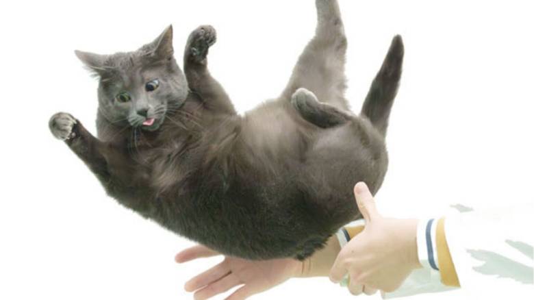 Γιατί οι γάτες προσγειώνονται σχεδόν πάντα τέλεια – Ιάπωνες επιστήμονες έχουν την απάντηση