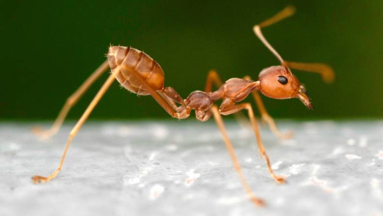 Κένυα: Συνελήφθη άνδρας που προσπάθησε να εξαγάγει λαθραία 2.000 ζωντανά μυρμήγκια