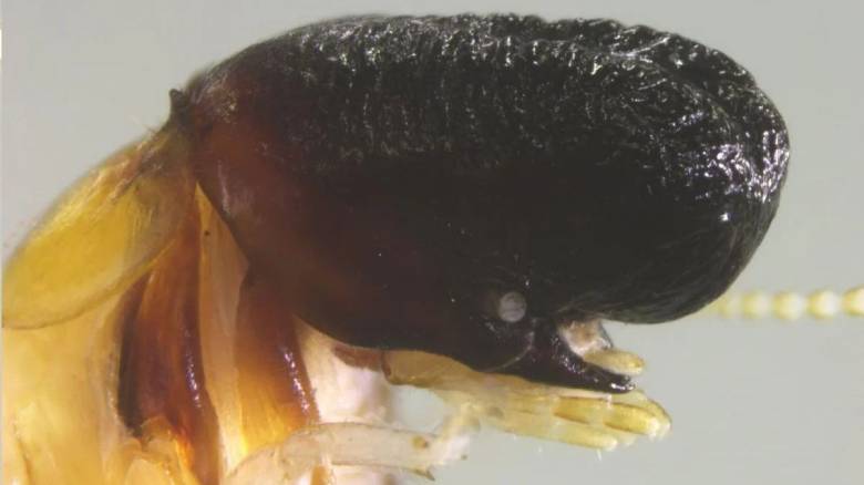 Ένα νέο είδος εντόμου, με κεφάλι που μοιάζει με φάλαινας, εκπλήσσει τους επιστήμονες