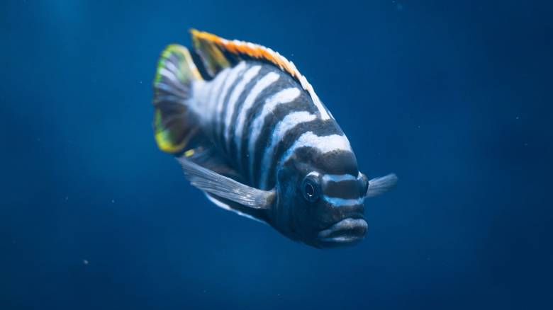 Άτλας εμβρυογένεσης χάρη σε... ένα ψάρι ζέβρα - Πώς τα γονίδια και τα κύτταρα διαμορφώνουν το βρέφος