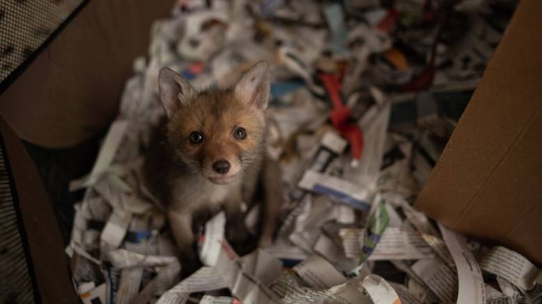 Αλεπουδάκι βρέθηκε σε παιδική χαρά του Άλσους Περιστερίου
