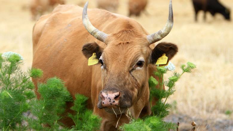 Μυτιλήνη: Λαμβάνονται μέτρα μετά την επιβεβαίωση κρούσματος αφθώδους πυρετού σε βοοειδή