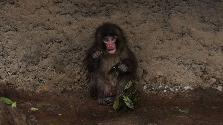Το φαινόμενο Punch: Γιατί όλοι μιλούν για τον πιο γλυκό μακάκο του διαδικτύου;