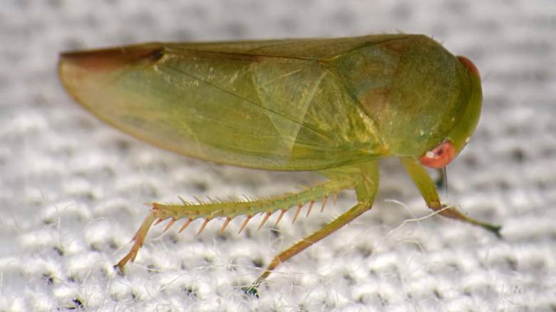 Επιστήμονας ανακάλυψε επτά παράξενα βατραχόμορφα έντομα σε δάσος της Ουγκάντα