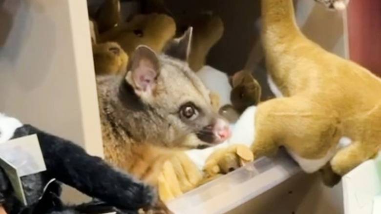 Μικρό πόσουμ βρήκε τους «χαμένους συγγενείς» του σε κατάστημα δώρων στην Τανζανία