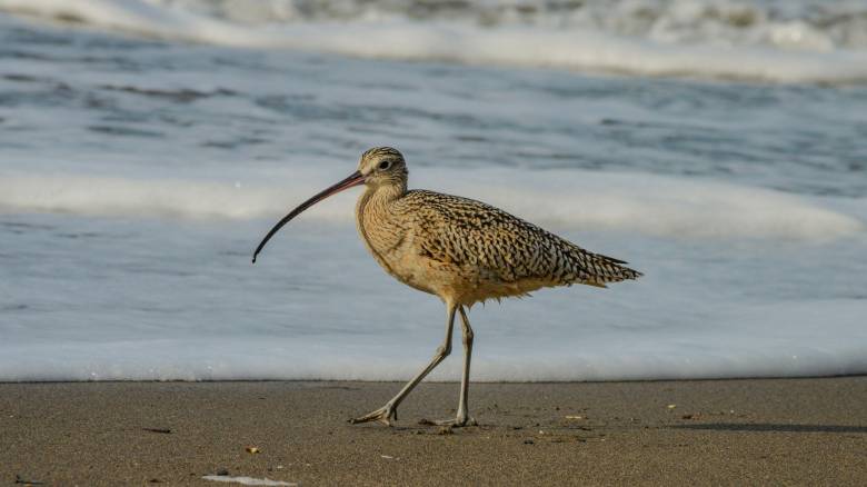 Infographic: Τα είδη της πανίδας που κηρύχθηκαν επισήμως εξαφανισμένα το περασμένο έτος