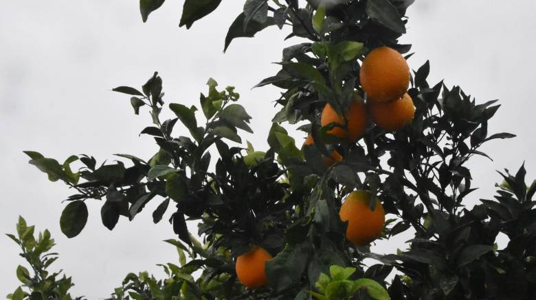 Στην αγορά της Ταϊλάνδης ελληνικά εσπεριδοειδή από το φθινόπωρο