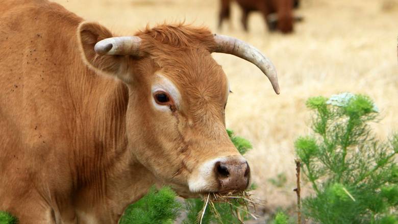 Αφθώδης πυρετός: Κλιμάκιο κτηνιάτρων μεταβαίνει στη Μυτιλήνη – Αντιδρούν οι κτηνοτρόφοι