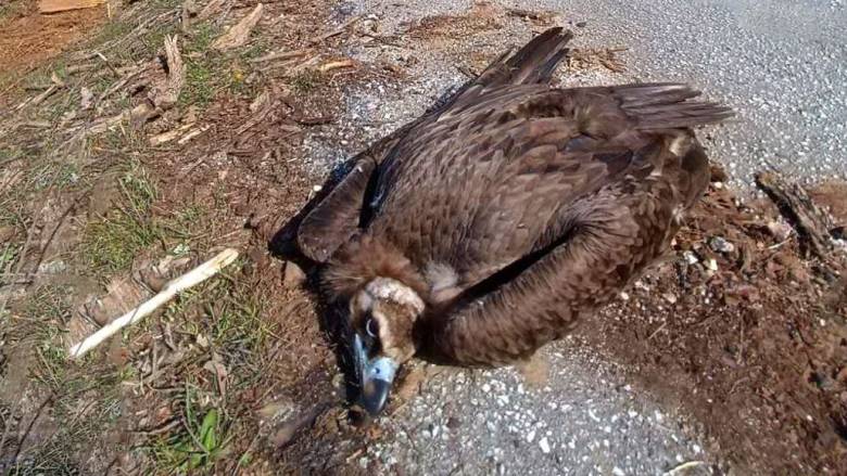 Πρωτοφανές έγκλημα μαζικής δηλητηρίασης σε ζώα στη Δαδιά - Νεκρά πτηνά, αλεπούδες και κουνάβια