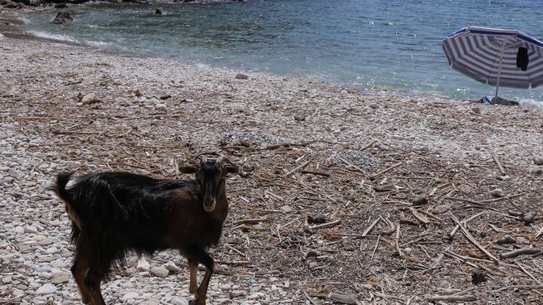 «Οι ζωονόσοι εξελίσσονται σε διαρκή απειλή»: Τι γνωρίζουμε για τον αφθώδη πυρετό