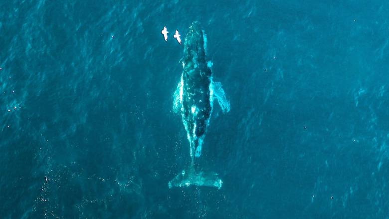 Φάλαινα Τίμι: Παραιτείται από τη μάχη για ζωή - Σταματούν οι προσπάθειες διάσωσής της