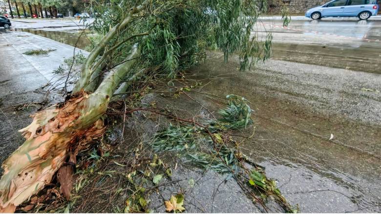 Κακοκαιρία Erminio: Κλειστή η Πειραιώς από πτώση δέντρου - Πού υπάρχει εκτροπή κυκλοφορίας