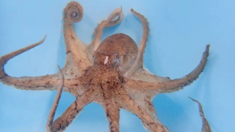 Τα χταπόδια έχουν ένα αγαπημένο πλοκάμι που το χρησιμοποιούν κυρίως για σεξ, αποκαλύπτει μελέτη