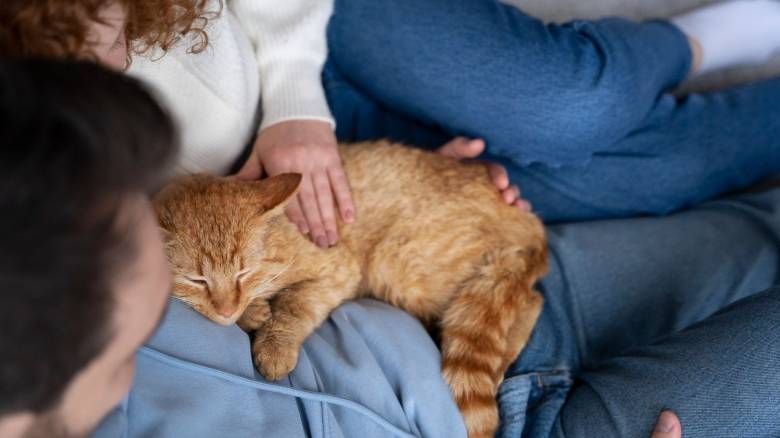 Βραζιλία: Υιοθετήθηκε νομοσχέδιο για την κοινή κηδεμονία των ζώων συντροφιάς μετά το διαζύγιο