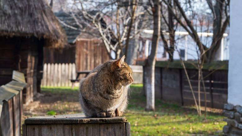 Αποζημίωση 100 ευρώ στον γείτονά της πλήρωσε μία Γαλλίδα λόγω... του γάτου της