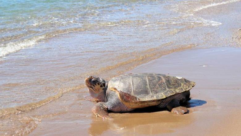 Ο «Έβερεστ» επιστρέφει στις θάλασσες μετά από δύο έτη φροντίδας – Η ιστορία της θαλάσσιας χελώνας