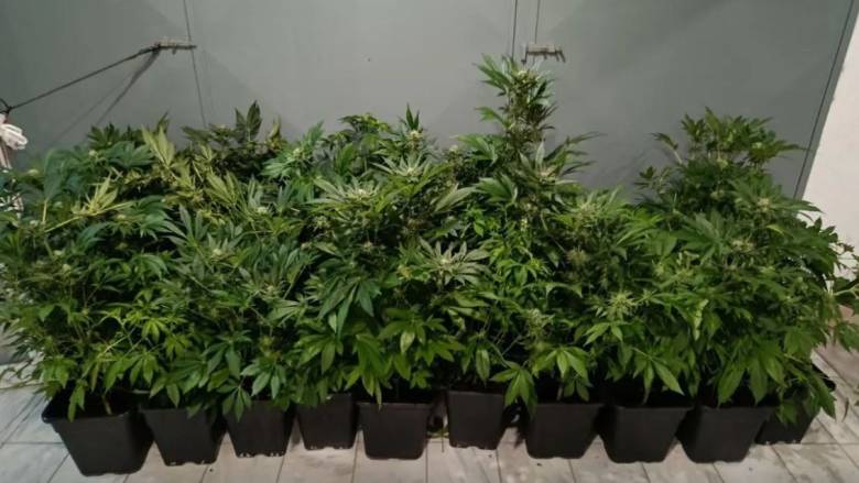 Αυτοσχέδιο εργαστήριο κάνναβης εντοπίστηκε σε διαμέρισμα στη Θεσσαλονίκη - Χειροπέδες σε 47χρονο