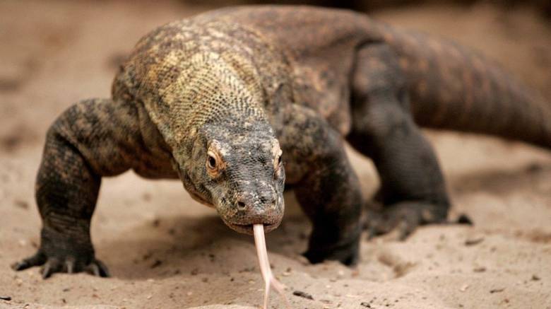 Ινδονησία: Έξι άνθρωποι συνελήφθησαν για διακίνηση Δράκων του Κομόντο