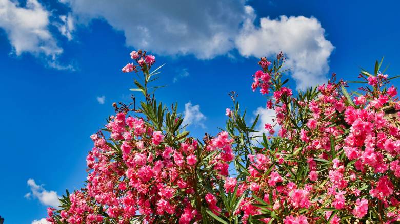 ΕΟΔΥ: Τοξικότητα και κίνδυνοι από το φυτό της πικροδάφνης - Τι δείχνουν περιπτώσεις δηλητηριάσεων