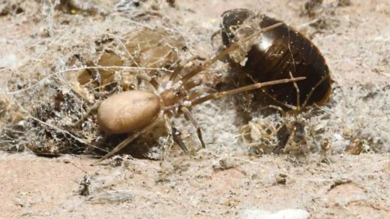 Η αράχνη που «βαφτίστηκε» από τους Pink Floyd και κυνηγά θηράματα έως έξι φορές το μέγεθός της