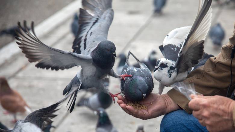 Αλεξανδρούπολη: Πανελλήνιο πρωτάθλημα... 5.800 ταξιδιωτικών περιστεριών - Πώς βρίσκουν το δρόμο τους