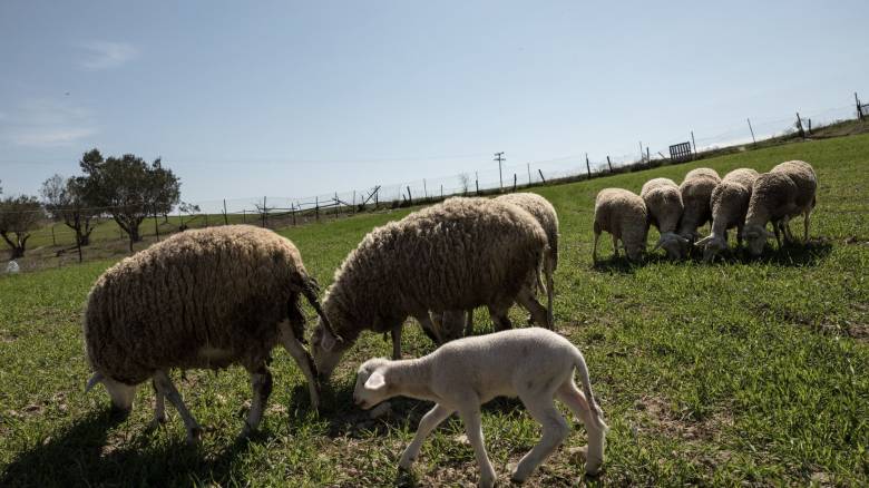 Αλυσιδωτές οι επιπτώσεις του αφθώδους πυρετού στη Μυτιλήνη: «Έχουμε χάσει τον ύπνο μας»