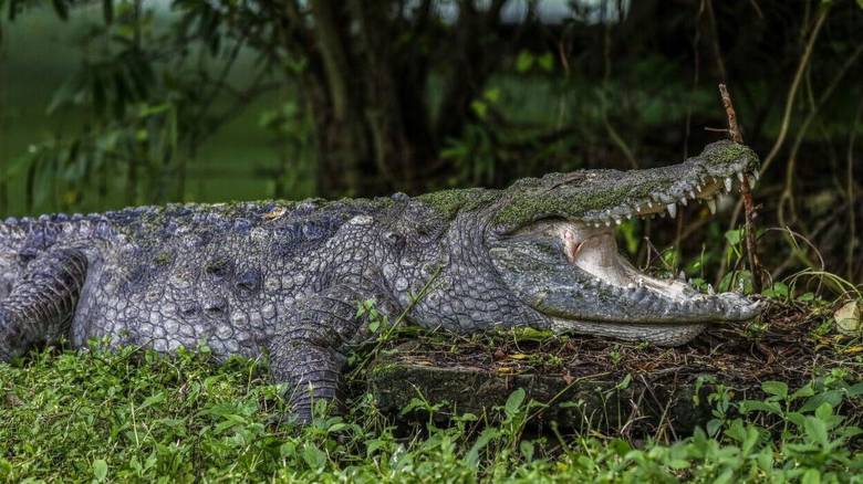 Γαλλία: Κροκόδειλος βρέθηκε νεκρός σε κανάλι, τυλιγμένος σε υπνόσακο και έχοντας δεθεί με αλυσίδες