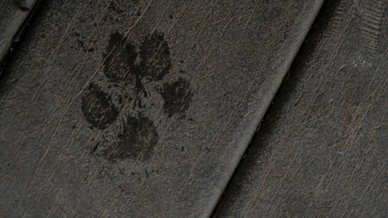 Κτηνωδία στη Χαλκιδική: Δηλητηρίασαν 21 αδέσποτα ζώα - Έρευνες για τον εντοπισμό των δραστών