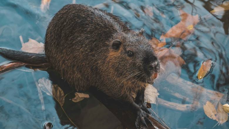 Μυοκάστορας του γλυκού νερού βρέθηκε σε παραλία της Θεσσαλονίκης - Η βόλτα του στις ακτές