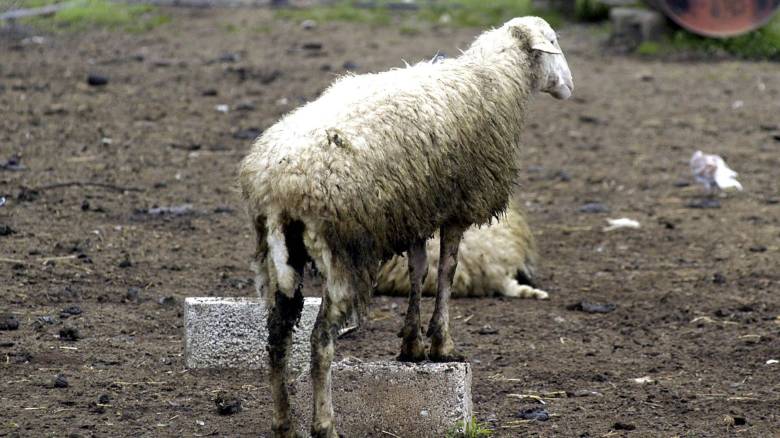 Θεσσαλονίκη: Έβαψαν αρνάκια με κόκκινη μπογιά έξω από εκκλησία ως έπαθλο λαχνών