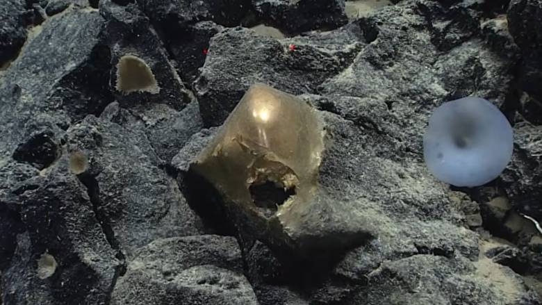 Λύθηκε μετά από 2,5 χρόνια το μυστήριο της «εξωγήινης» χρυσής σφαίρας που βρέθηκε στον Ειρηνικό