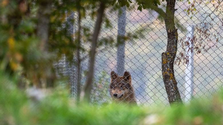 Νεκροί 18 λύκοι σε εθνικό πάρκο της Ιταλίας -  Δηλητηρίαση η πιθανή αιτία