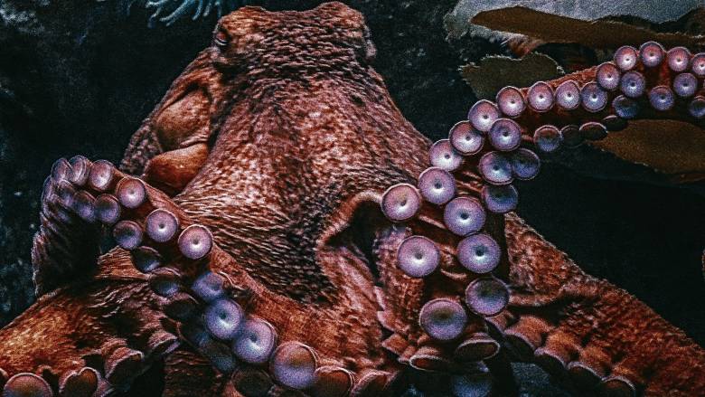 Νέα ανακάλυψη: Αρχαίο γιγαντιαίο χταπόδι καταβρόχθιζε δεινοσαύρους πριν από 100 εκατ. χρόνια